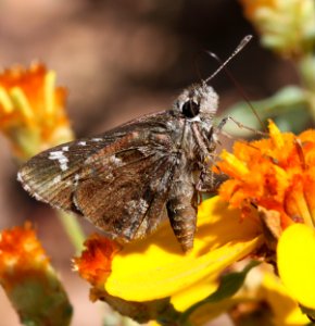 ROADSIDE-SKIPPER, NYSA (Amblyscirtes nysa) (8-2-12) san rafael grassland, scc, az -01