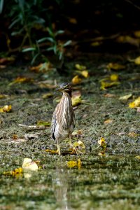 American Bittern (Botaurus lentiginosus)  at Black Hill Regional Park