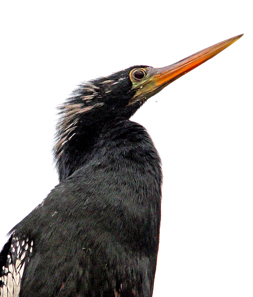 174 - ANHINGA (2-25-13) pinellas co, fl   (2)