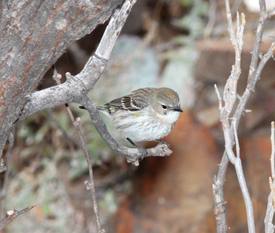 835 - MYRLTLE WARBLER (1-15-12) myrtle, sonoita creek state natural area, scc, az -01