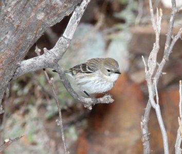 835 - MYRLTLE WARBLER (1-15-12) myrtle, sonoita creek state natural area, scc, az -01