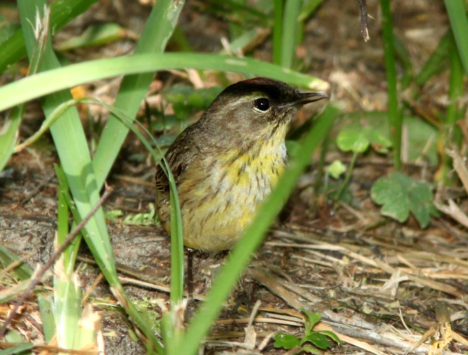 WARBLER, PALM (4-19-12) western, convention center, south padre island, tx -02
