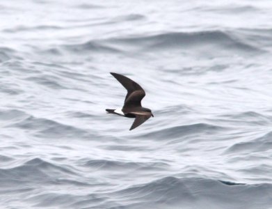 148 - LEACH'S STORM-PETREL (6-12-10) off santa barbara on the Condor, white-rumped race  (3)