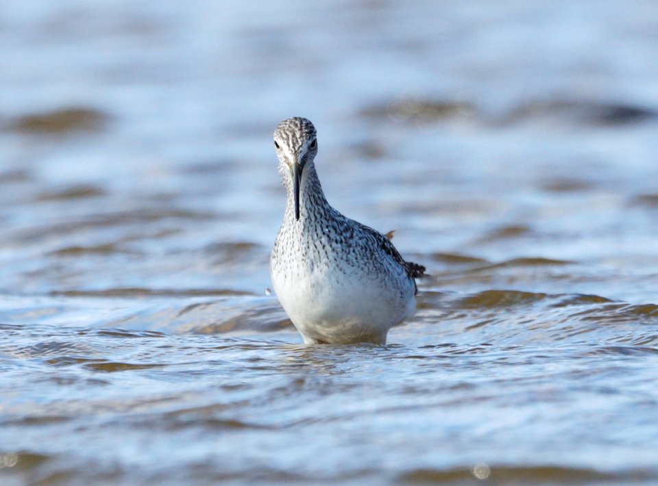 Yellowlegs