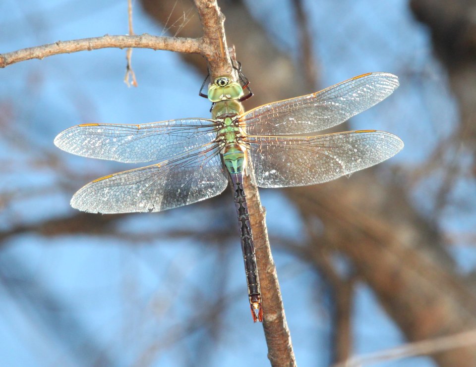 DARNER, COMMON GREEN (Anax junius) (10-20-11) pena blanca lake, scc, az -01