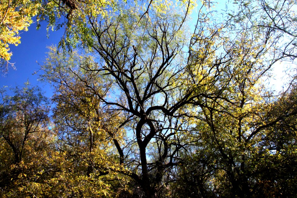 PATAGONIA LAKE STATE PARK, east end, sonoita creek (11-28-11) -05