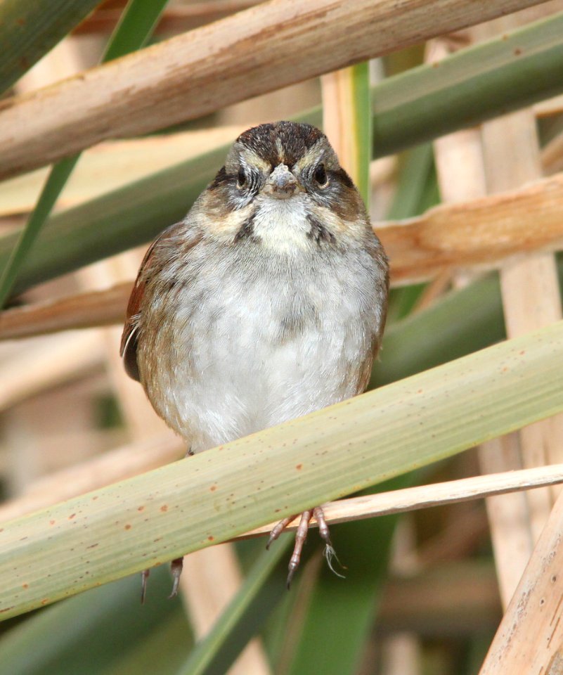 SPARROW, SWAMP (12-15-12) patagonia lake, scc, az -05
