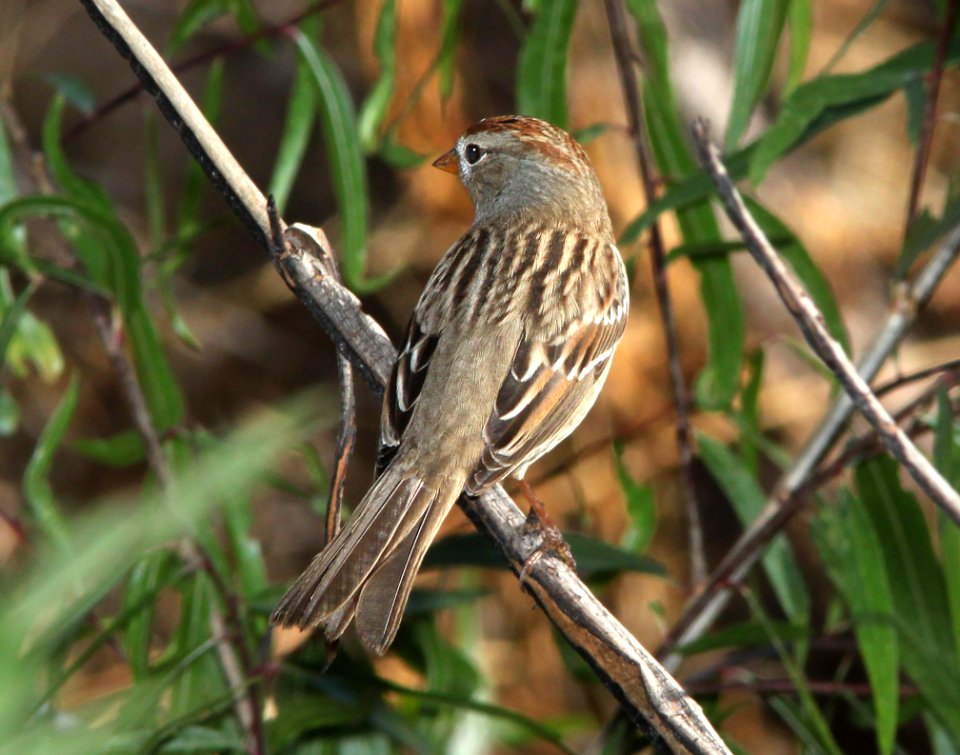 SPARROW, WHITE-CROWNED (11-18-11) pena blanca lake, scc, az -01