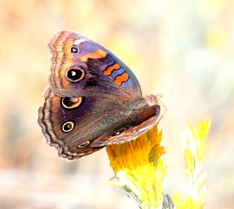 BUCKEYE, TROPICAL (Junonia evarete) (11-2-12) harshaw road rabbitbrush, patagonia, scc, az -03