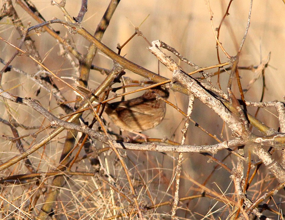 SPARROW, BOTTERI'S (2-5-13) circulo montana, patagonia lake ranch estates, scc, az -SURVEY LOCATION 02