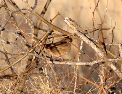 SPARROW, BOTTERI'S (2-5-13) circulo montana, patagonia lake ranch estates, scc, az -SURVEY LOCATION 02