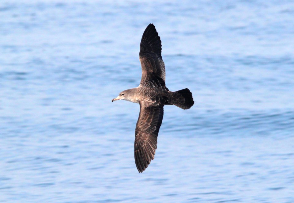 129 - PINK-FOOTED SHEARWATER (9-27-09) monterey, ca  (5)