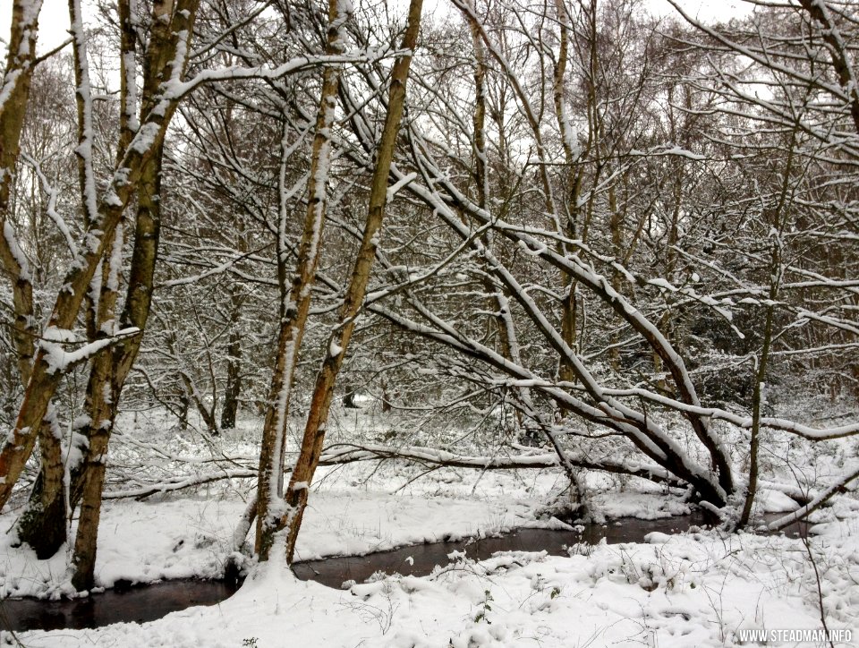 Southwood Winter Walk
