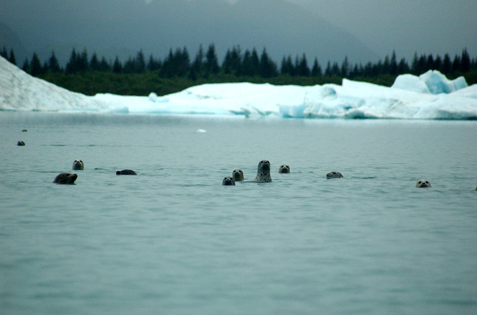 Harbor Seals Pederson 01