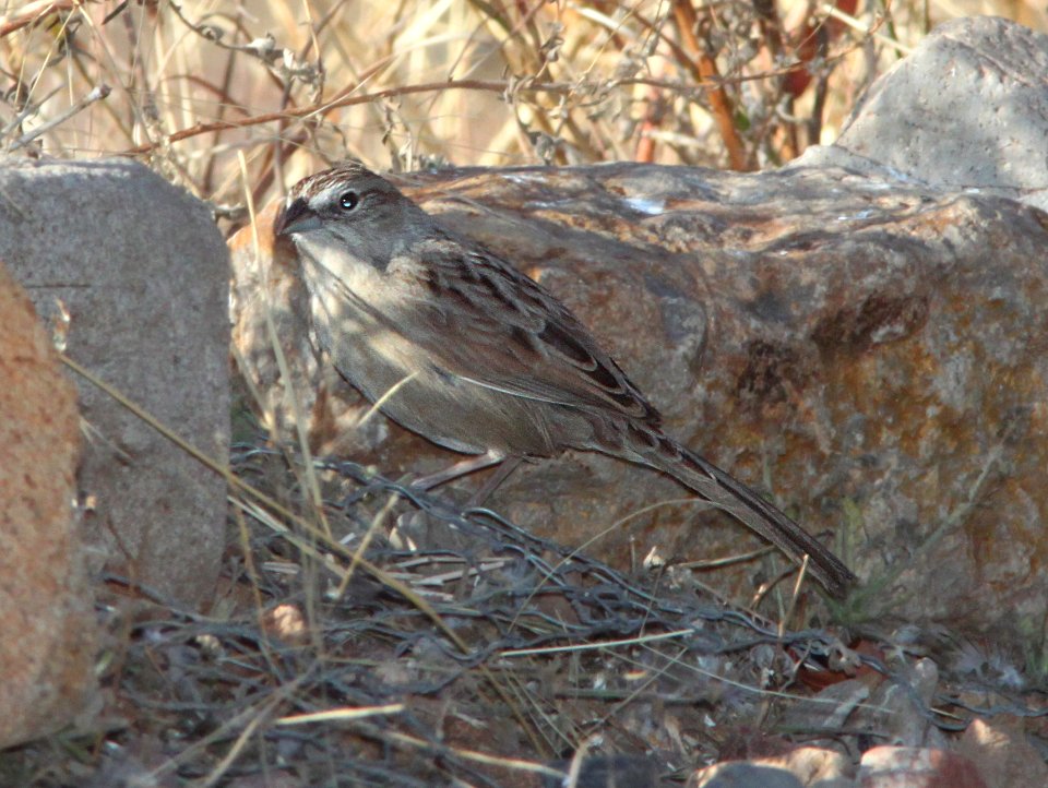 SPARROW, BOTTERI'S (2-21-12) 78 circulo montana, patagonia lake ranch estates, scc, az -02