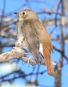 THRUSH, HERMIT (12-15-11) humboldt cyn, patagonia mts, scc, az -06