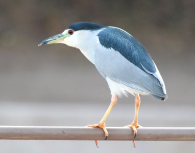 NIGHT-HERON, BLACK-CROWNED (12-3-11) patagonia lake, scc -az -01