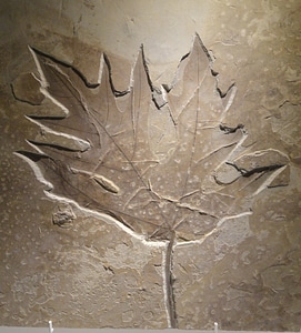 Imprint shape fossile