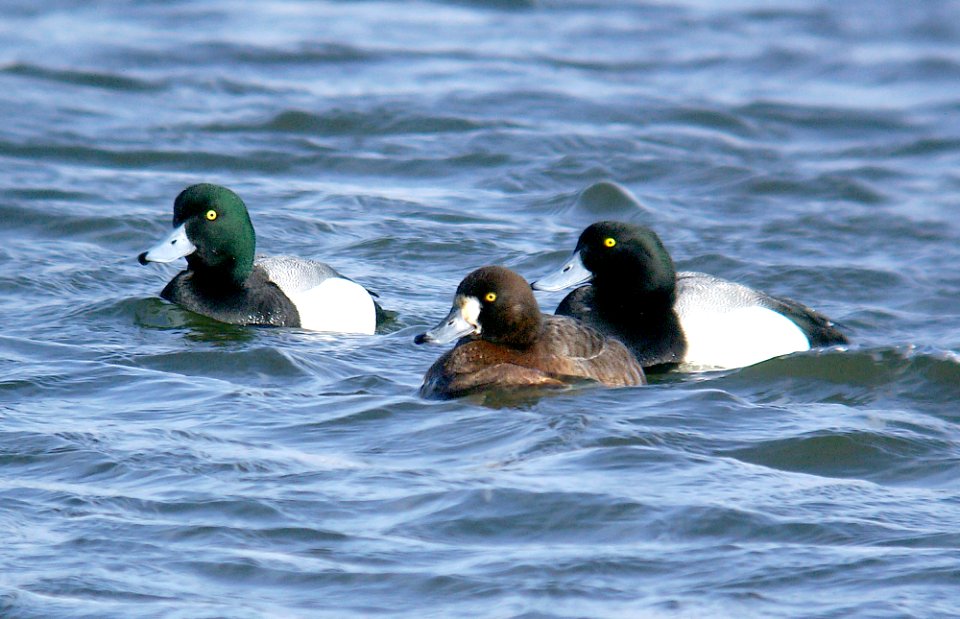 045 - GREATER SCAUP (2-05) quidi vidi lake, st john's, newfoundland (1)