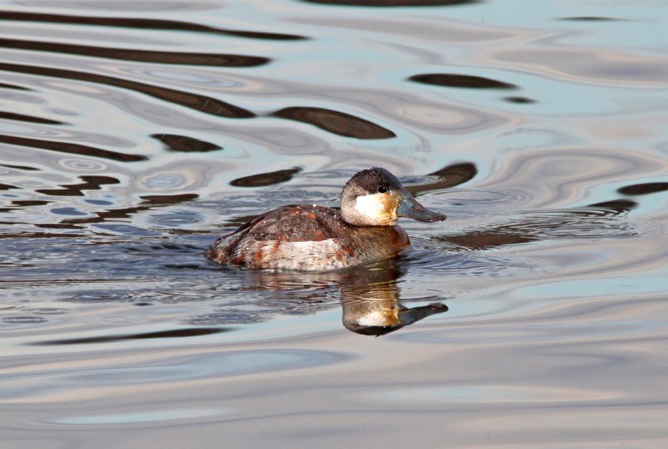 065 - RUDDY DUCK (12-22-10) patagonia lake, scc, az  (3)