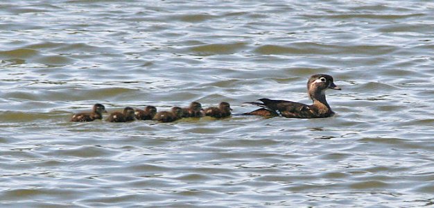 023 -WOOD DUCK (4-6-08) atascadero lake, sloco, ca
