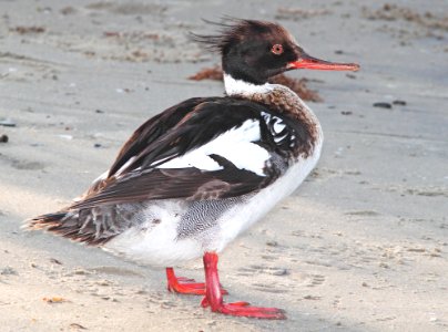 063 - RED-BREASTED MERGANSER (4-20-12) south padre island, tx photo