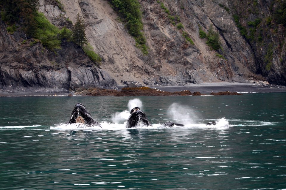 Humpback whales "bubble-net" feeding