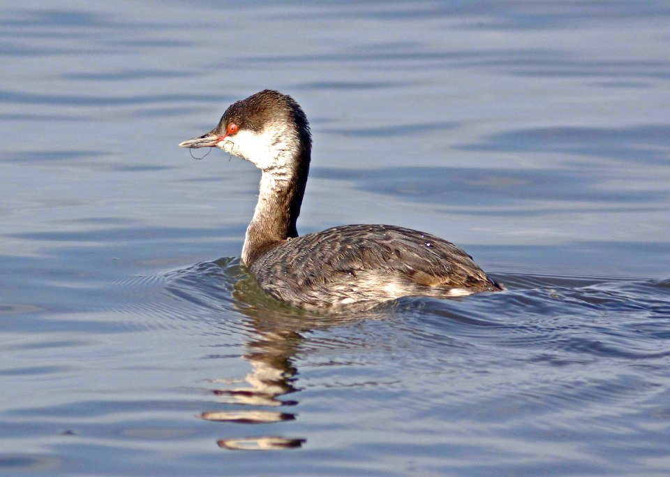 097 - HORNED GREBE (1-5-08) morro bay, sloco, ca