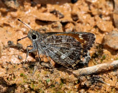 ROADSIDE-SKIPPER, CASSUS (Amblyscirtes cassus) (7-19-12) harshaw road, patagonia mts, scc, az -02