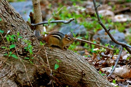 Black Hill Chimpmunk