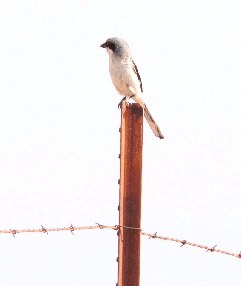 SHRIKE, LOGGERHEAD (4-7-12) san rafael grasslands, scc, az -01