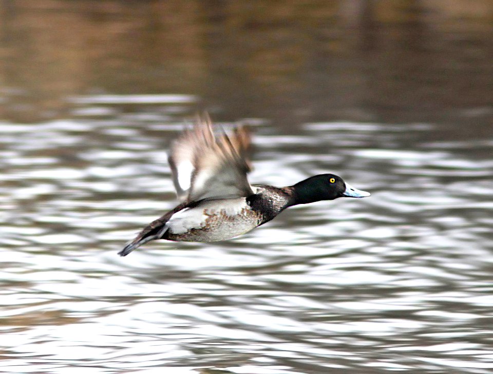 046 - LESSER SCAUP (3-7-11) pena blanca lake, scc, az  (3)