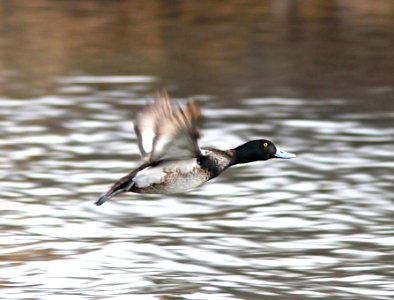 046 - LESSER SCAUP (3-7-11) pena blanca lake, scc, az  (3)