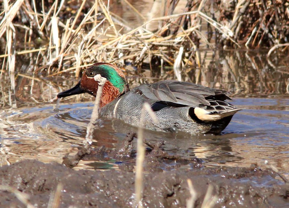TEAL, GREEN-WINGED (1-30-12) patagonia lake, scc, az -01