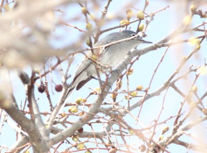 GNATCATCHER, BLACK-CAPPED?? (3-25-12) first wash, patagonia lake, scc, az -01