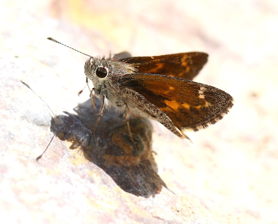 ROADSIDE-SKIPPER, CASSUS (Amblyscirtes cassus) (7-21-12) harshaw road, patagonia mts, scc, az -03