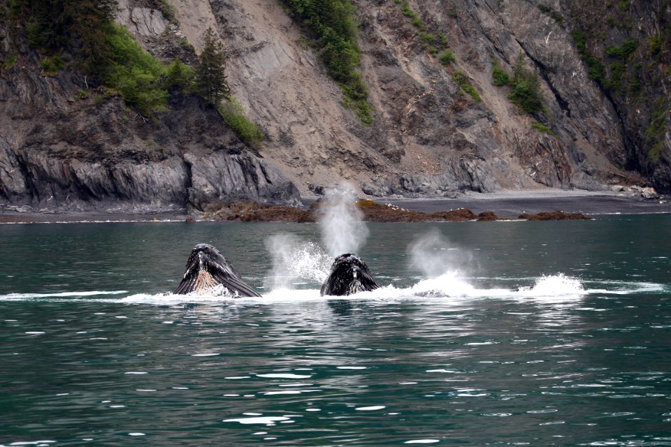 Humpback whales "bubble-net" feeding