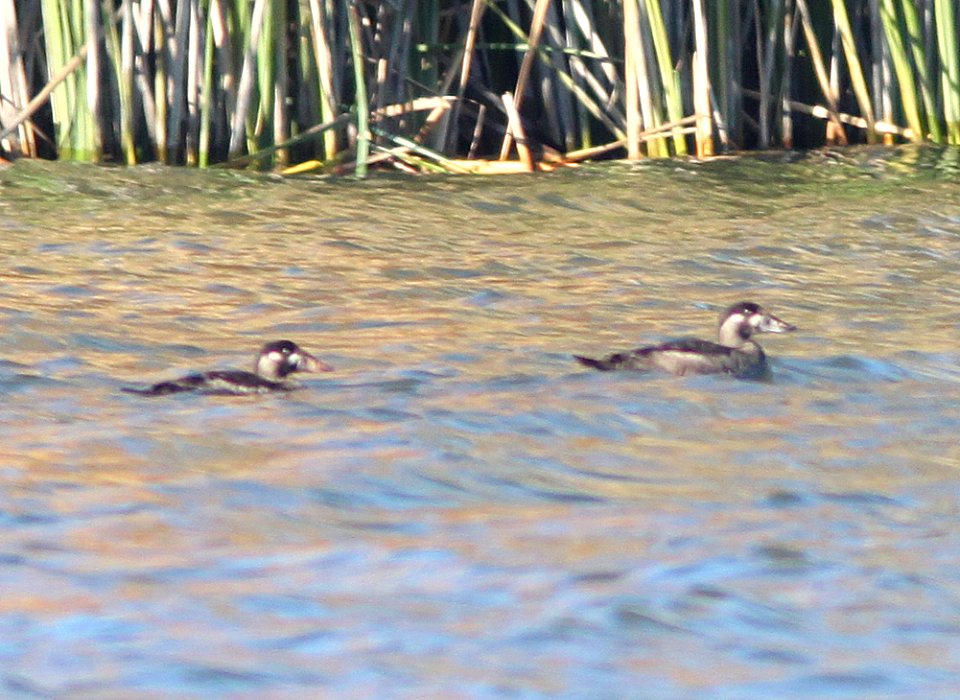 SCOTER, SURF (11-22-11) patagonia lake, scc, az -06