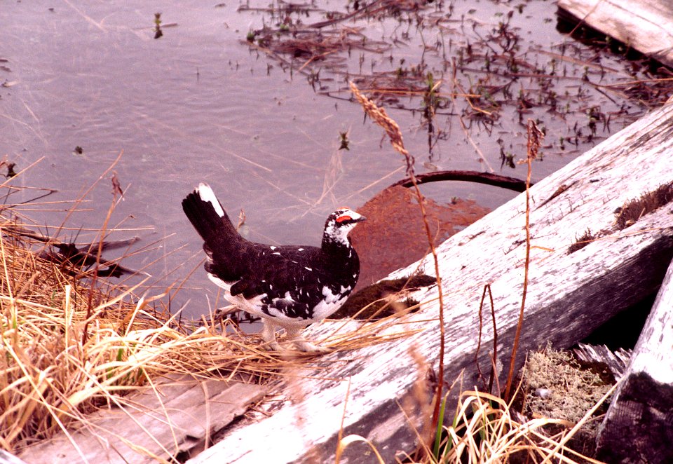 082 - ROCK PTARMIGAN (6-99) attu, ak  (2)