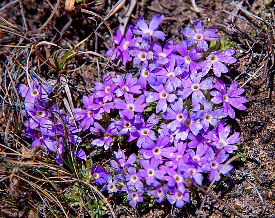 Flora