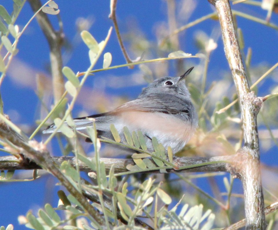 GNATCATCHER, BLACK-CAPPED (2-4-12) bird 2, patagonia lake , scc, az -01