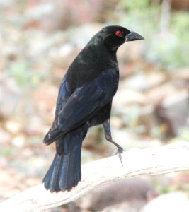 COWBIRD, BRONZED (7-12-12) 78 circulo montana, patagonia lake ranch estates, scc, az -02