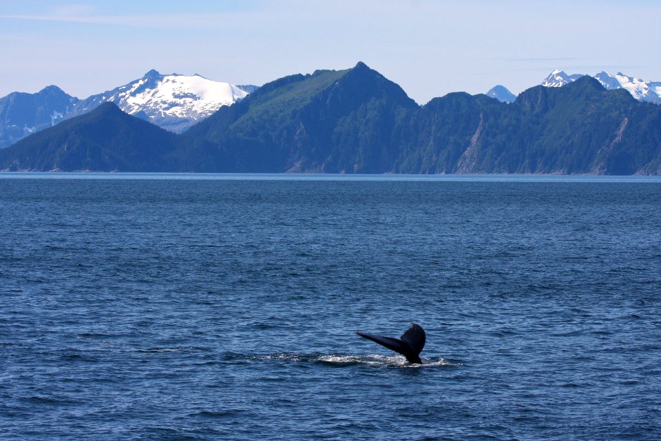 Humpback whale flukes
