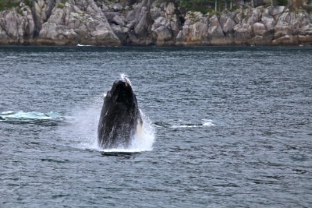 Humpback breaching