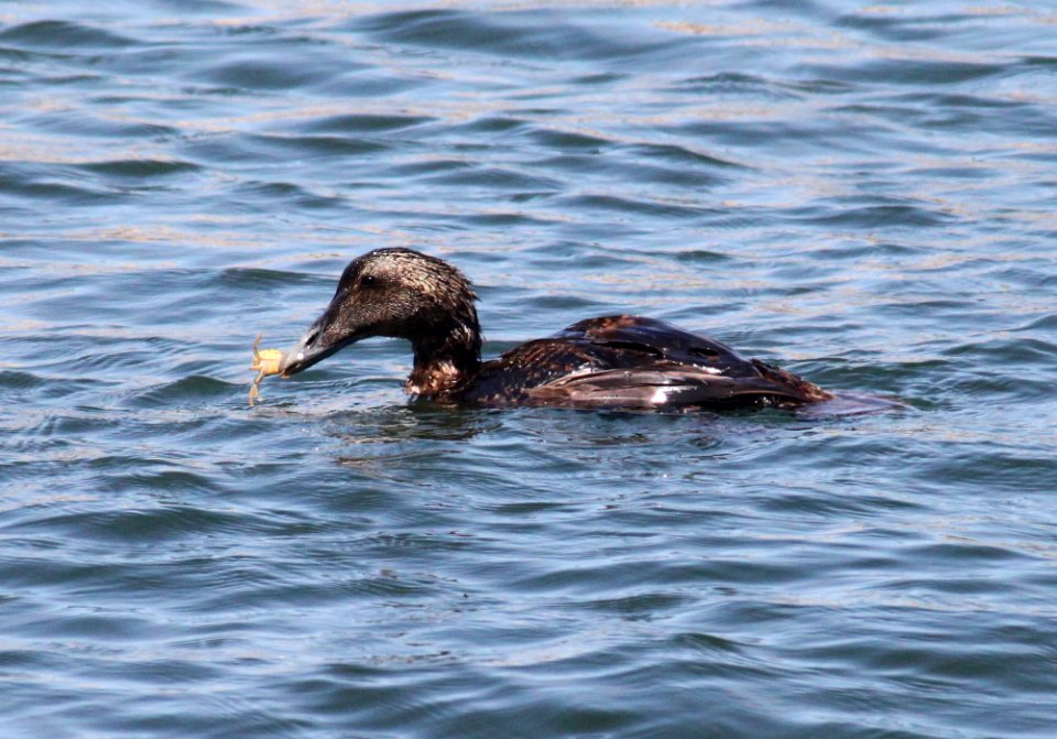 050 - COMMON EIDER (8-6-09) stonington, maine  (2)