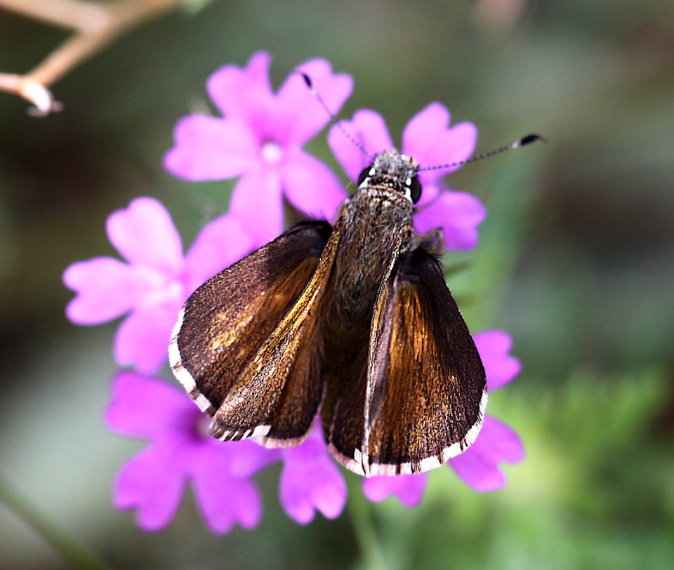 ROADSIDE-SKIPPER, LARGE (Amblyscirtes exoteria) (7-12-12) madera cyn, scc, az -06
