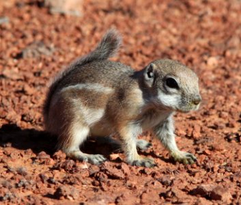 SQUIRREL, WHITE-TAILED ANTELOPE (Ammospermophilus leucurus) (10-13-11) burr point, garfield co, ut -01 photo