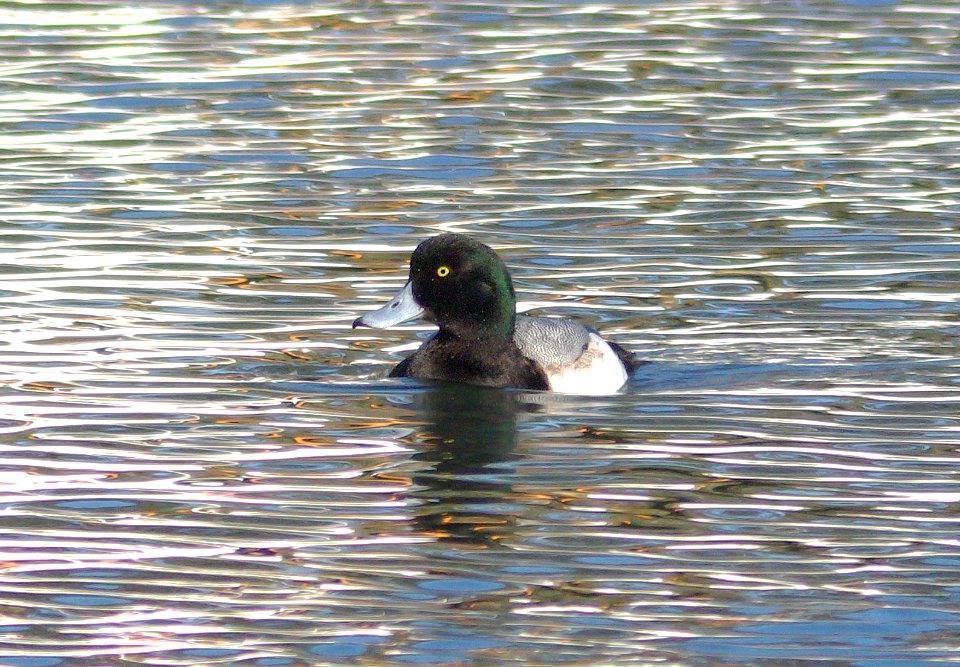 045 - GREATER SCAUP (12-21-07) sloco, ca (1)