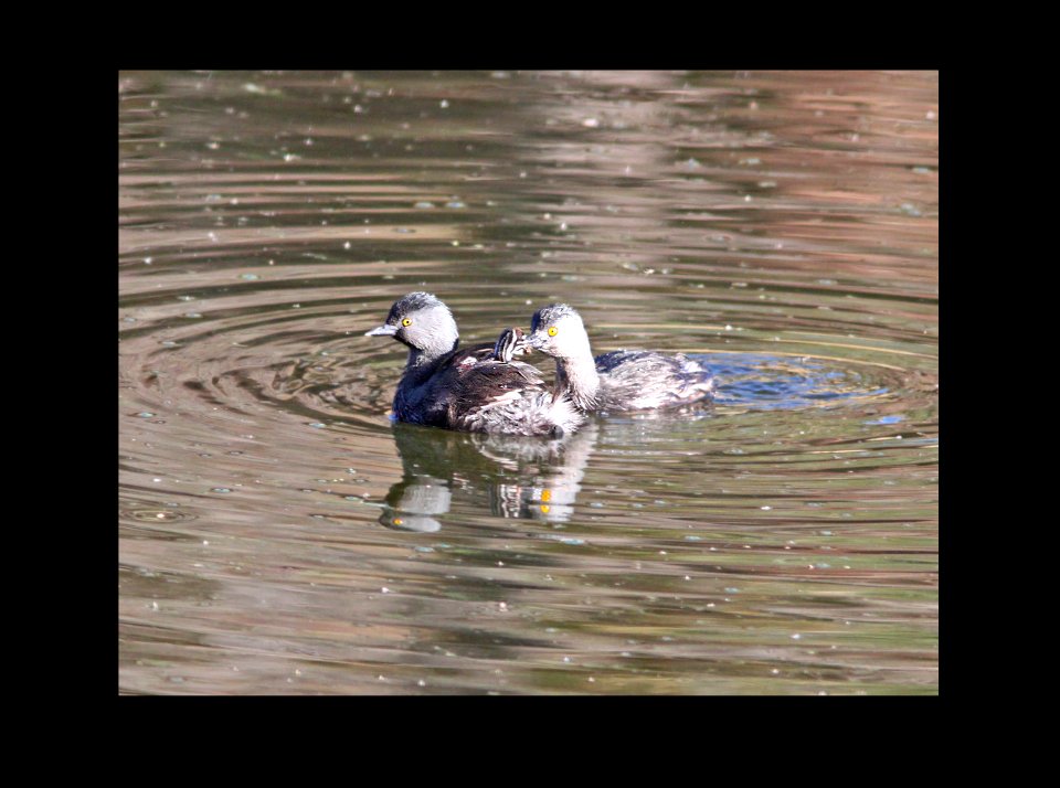 095 - LEAST GREBE (10-5-11) pena blanca lake, scc, az  (1)