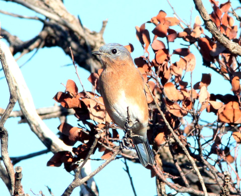 BLUEBIRD, EASTERN (10-26-11) san rafael grasslands, scc, az -03
